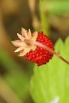 Fragaria vesca