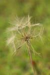 Tragopogon pratensis