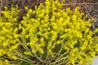 Sedum acre