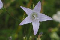 Campanula rapunculus
