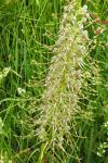 Himantoglossum hircinum