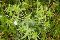 Eryngium campestre