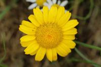 Glebionis segetum