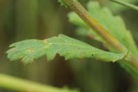 Glebionis segetum