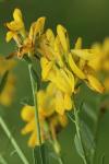 Genista tinctoria