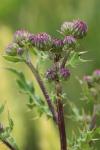 Cirsium arvense
