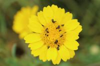 Glebionis segetum