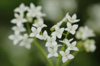 Galium palustre