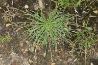 Plantago coronopus