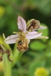 Ophrys apifera