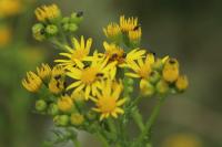 Jacobaea vulgaris