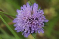 Knautia arvensis