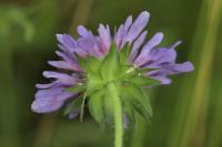 Knautia arvensis