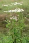 Heracleum sphondylium