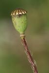 Papaver rhoeas