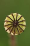 Papaver rhoeas