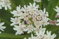 Heracleum sphondylium