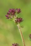 Origanum vulgare
