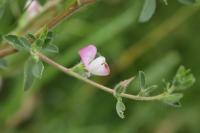 Ononis spinosa