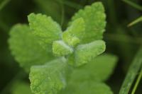 Mentha suaveolens