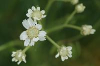 Achillea ptarmica