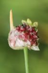 Allium vineale