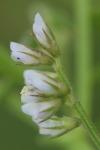 Ervum tetraspermum