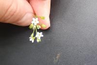 Myosotis laxa subsp. cespitosa