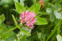 Trifolium medium