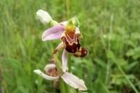 Ophrys apifera