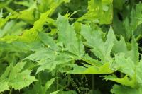 Heracleum mantegazzianum