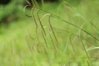Carex pendula