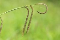 Carex pendula