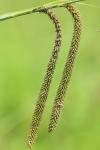 Carex pendula