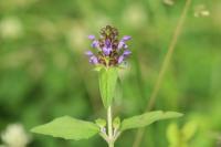 Prunella vulgaris