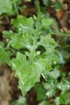 Lactuca muralis
