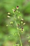 Scrophularia nodosa
