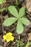 Potentilla reptans