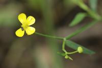 Ranunculus flammula