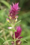 Melampyrum arvense