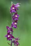 Epipactis atrorubens