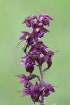 Epipactis atrorubens