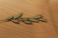 Bromus secalinus