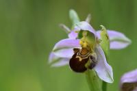 Ophrys apifera