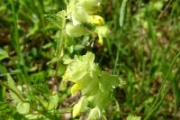 Rhinanthus minor