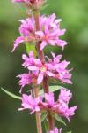 Lythrum salicaria