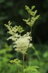 Filipendula ulmaria