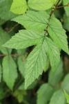 Filipendula ulmaria