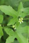 Bryonia dioica