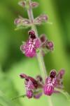 Stachys sylvatica